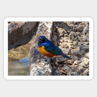 Stunning Blue and Orange Starling Bird of Africa Sticker